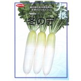 送料無料　大根　冬の守　8千粒　(株)サカタのタネ