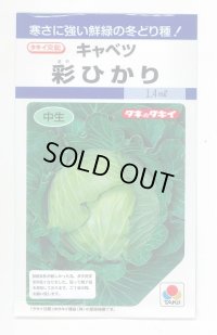 野菜種　キャベツ　彩ひかり　2000粒　タキイ種苗（株）