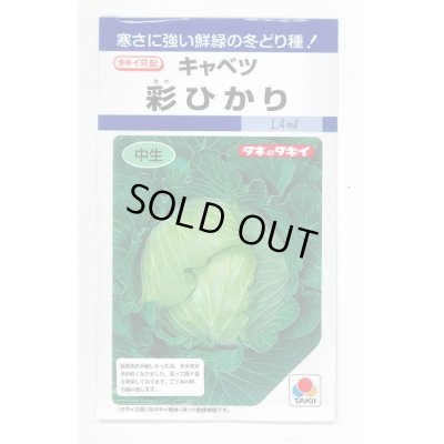 画像1: 野菜種　キャベツ　彩ひかり　2000粒　タキイ種苗（株）