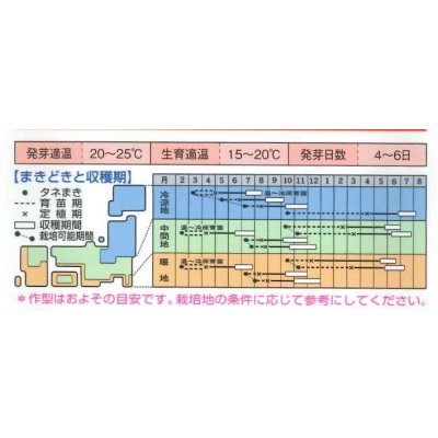 画像3: 送料無料　[キャベツ]　おきなSP　180粒　タキイ種苗(株)　DF