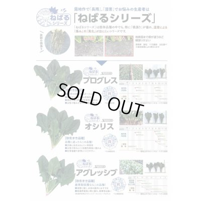 画像5: [ほうれんそう]　アグレッシブ　種子サイズ：M　　3万粒　（株）サカタのタネ