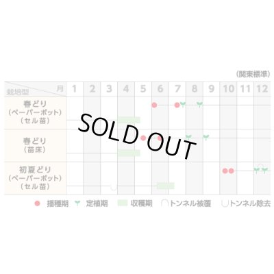 画像6: 送料無料　[ねぎ]　初夏扇2号　ペレット種子　6000粒　(株)サカタのタネ