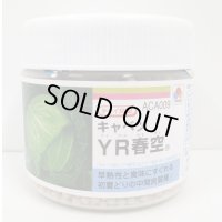 送料無料 [キャベツ] YR春空 ペレット種子5000粒 タキイ種苗(株)