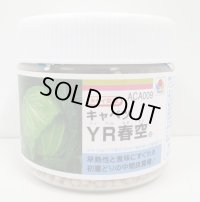 送料無料 [キャベツ] YR春空 ペレット種子5000粒 タキイ種苗(株)