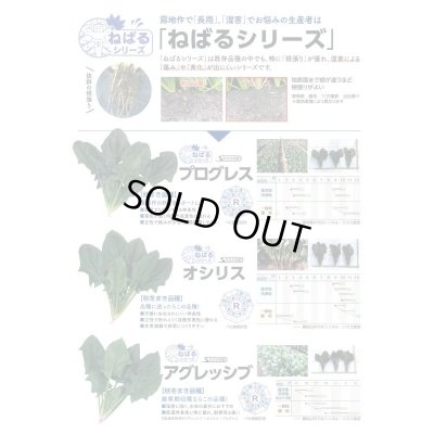 画像5: [ほうれんそう]　プログレス　種子サイズ：L　2万粒　（株）サカタのタネ