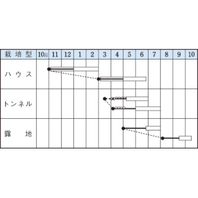 画像2: [いんげん]　　モロッコ　1L　タキイ種苗（株）