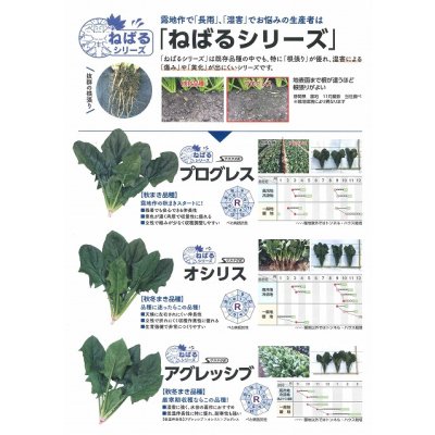 画像7: [ほうれんそう] オシリス 種子サイズ：M 3万粒 （株）サカタのタネ