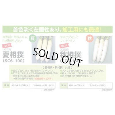 画像5: 送料無料　[大根]　夏相撲　800粒　(株)サカタのタネ