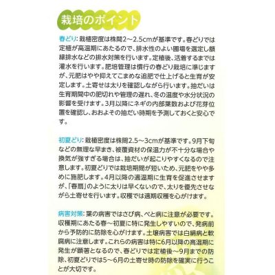 画像3: 送料無料　[ねぎ]　初夏扇2号　1dl(裸種子)(株)サカタのタネ