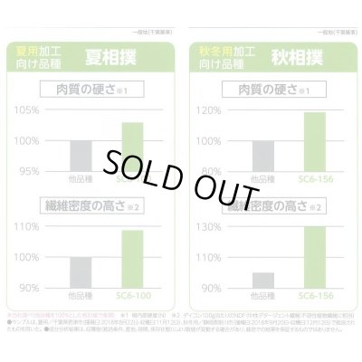 画像6: 送料無料　[大根]　夏相撲　800粒　(株)サカタのタネ