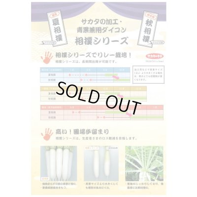 画像4: 送料無料　[大根]　夏相撲　800粒　(株)サカタのタネ