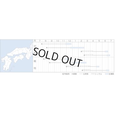 画像2: 送料無料　[人参]　京くれないEX　ペレット種子200粒　タキイ種苗(株)