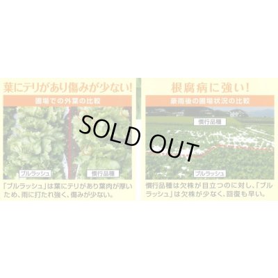 画像5: [レタス]　オーディブル　　ペレット種子　5000粒　（株）サカタのタネ