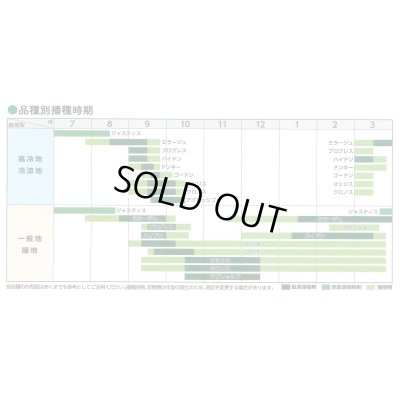 画像6: [ほうれんそう]　プログレス　種子サイズ：L　2万粒　（株）サカタのタネ