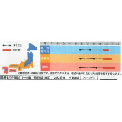 画像3: 花の種　コスモス　キャンパス　ブライトカラーミックス　約100粒　サカタのタネ（株）　実咲350