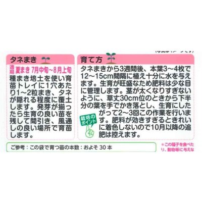 画像2: 送料無料　花の種　葉牡丹　F1　フレアローズ　タキイ種苗(株)NL300