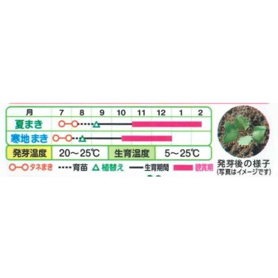 画像3: 送料無料　花の種　葉牡丹　F1　フレアローズ　タキイ種苗(株)NL300
