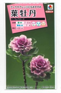 送料無料　花の種　葉牡丹　F1　フレアローズ　タキイ種苗(株)NL300