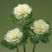 画像4: 花の種　葉牡丹　F1 フレアホワイト　タキイ種苗（株） (4)