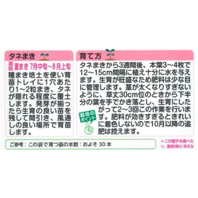 画像2: 送料無料　花の種　葉牡丹　F1　フレアホワイト　タキイ種苗(株)NL300