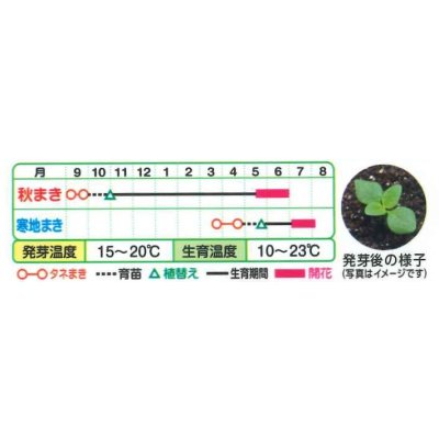 画像3: 送料無料　花の種　金魚草　ツイーニーミックス　タキイ種苗(株)NL300