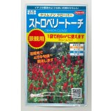 送料無料　花の種　クリムゾンクローバー　ストロベリートーチ　約6平米用　(株)サカタのタネ　実咲350（027360）