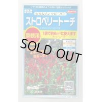 花の種 　クリムゾンクローバー　ストロベリートーチ　約６平米用　サカタのタネ（株）実咲350