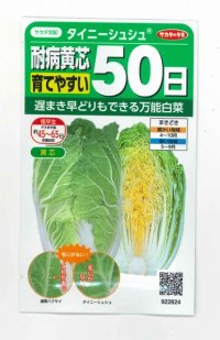 [白菜]　タイニーシュシュ　約300粒　サカタのタネ（株）　実咲400