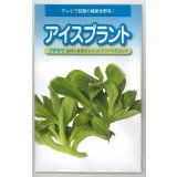 送料無料　[葉物]　アイスプラント　50粒　武蔵野種苗園