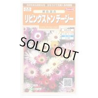 送料無料　花の種　リビングストンデージー　美色混合　約286粒　（株）サカタのタネ　実咲200（026369）