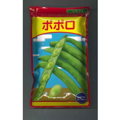 画像1: 送料無料　[そら豆]　ポポロ　1dL(およそ40粒)　（株）武蔵野種苗園