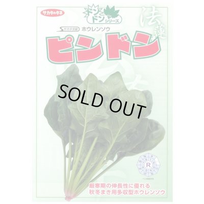 画像3: [ほうれんそう]　ピンドン　種子サイズＭ　　　3万粒　（株）サカタのタネ