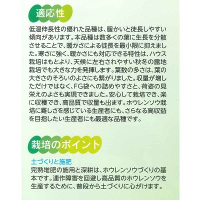 画像4: [ほうれんそう] ピンドン 種子サイズＭ 3万粒 （株）サカタのタネ