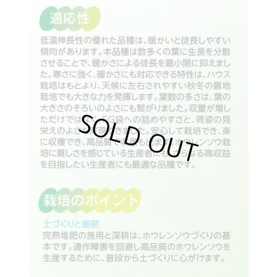 画像4: [ほうれんそう]　ピンドン　種子サイズＭ　　　3万粒　（株）サカタのタネ