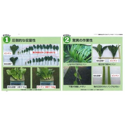 画像6: [ほうれんそう] ピンドン 種子サイズＭ 3万粒 （株）サカタのタネ