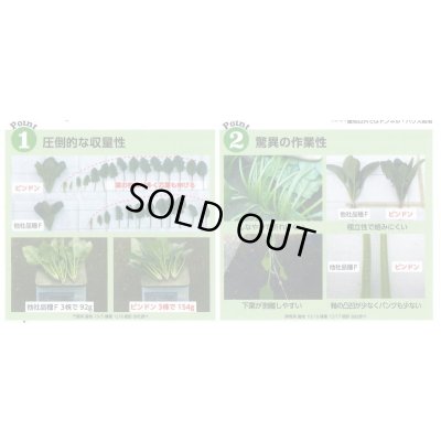 画像6: [ほうれんそう]　ピンドン　種子サイズＭ　　　3万粒　（株）サカタのタネ
