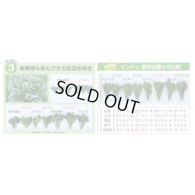 画像7: [ほうれんそう]　ピンドン　種子サイズＭ　　　3万粒　（株）サカタのタネ
