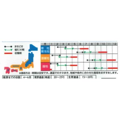 画像3: [ブロッコリー]　緑笛　約110粒　サカタ交配　実咲