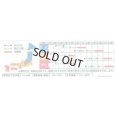 画像3: 送料無料　[ブロッコリー]　緑笛　約110粒　(株)サカタのタネ　実咲450（002929）