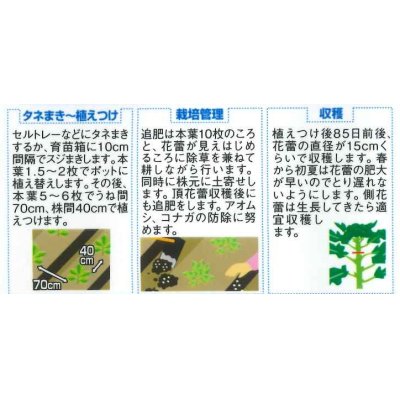 画像2: [ブロッコリー]　緑笛　約110粒　サカタ交配　実咲