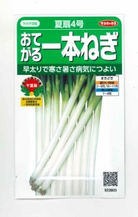 [ねぎ]　夏扇4号　約400粒　　（株）サカタのタネ　　実咲