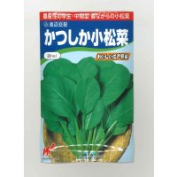 送料無料　[小松菜]　かつしか　20ml　渡辺農事（株）
