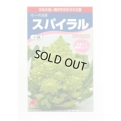 画像1: 送料無料　[カリフラワー]　スパイラル　25粒　渡辺農事（株）