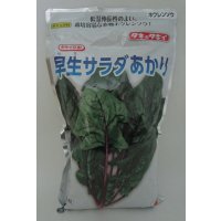[ほうれんそう]　早生サラダあかり　1L　タキイ種苗(株)