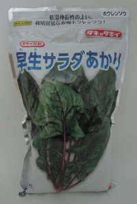 [ほうれんそう]　早生サラダあかり　1L　タキイ種苗(株)