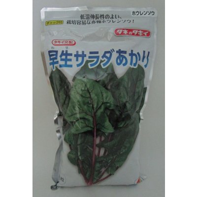 画像1: [ほうれんそう]　早生サラダあかり　1L　タキイ種苗(株)