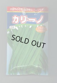 送料無料　[いんげん]　カリーノ　1dl　渡辺農事（株）
