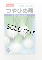 送料無料　[かぶ]　つやひめ蕪　3ml（約700粒）　(株)タカヤマシード