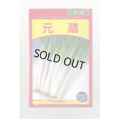 画像1: 送料無料　[ねぎ]　元蔵　20ml　武蔵野種苗園
