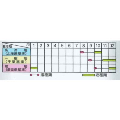 画像4: 送料無料 [大根] 秋相撲 8千粒 (株)サカタのタネ